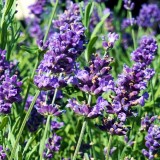 Lavanda Ardeche Blue