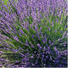 Lavanda Hidcote