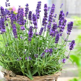 Lavanda Hidcote P9