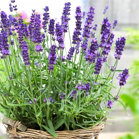 Lavanda Hidcote P9 - Plante ornamentale - AgroDenmar.ro Lavanda Hidcote P9 - Plante ornamentale - AgroDenmar.ro