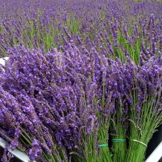 Lavanda Phenomenal