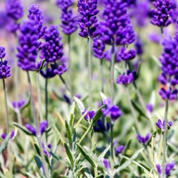 Lavanda Valence Dark Violet - Plante ornamentale - AgroDenmar.ro