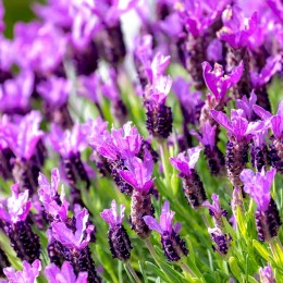 Lavandula stoechas
