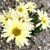 Leucanthemum - Margareta Banana Cream - Arbusti ornamentali - AgroDenmar.ro Leucanthemum - Margareta Banana Cream - Arbusti ornamentali - AgroDenmar.ro