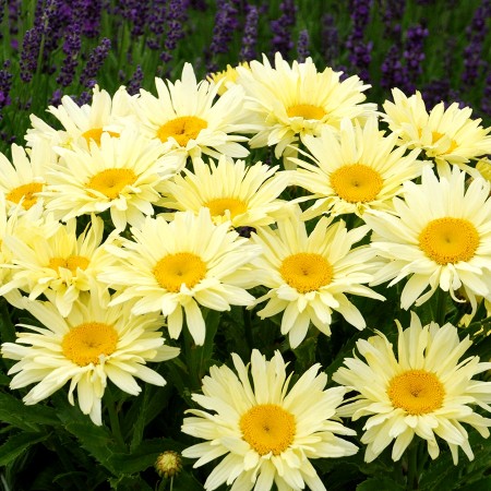 Leucanthemum - Margareta Banana Cream - Arbusti ornamentali - AgroDenmar.ro Leucanthemum - Margareta Banana Cream - Arbusti ornamentali - AgroDenmar.ro