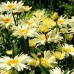 Leucanthemum - Margareta Banana Cream - Arbusti ornamentali - AgroDenmar.ro Leucanthemum - Margareta Banana Cream - Arbusti ornamentali - AgroDenmar.ro