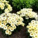 Leucanthemum - Margareta Banana Cream - Arbusti ornamentali - AgroDenmar.ro Leucanthemum - Margareta Banana Cream - Arbusti ornamentali - AgroDenmar.ro