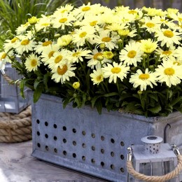 Leucanthemum - Margareta Ooh La Lacreame Leucanthemum - Margareta Ooh La Lacreame - Arbusti ornamentali - AgroDenmar.ro
