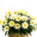 Leucanthemum - Margareta Ooh La Lacreame - Arbusti ornamentali - AgroDenmar.ro