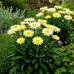 Leucanthemum - Margareta Ooh La Lacreame - Arbusti ornamentali - AgroDenmar.ro