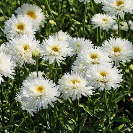 Leucanthemum - Margareta Ooh La Laspider - Arbusti ornamentali - AgroDenmar.ro