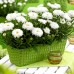 Leucanthemum - Margareta Ooh La Laspider - Arbusti ornamentali - AgroDenmar.ro