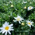 Leucanthemum maximum - Margareta Madonna - Arbusti ornamentali - AgroDenmar.ro