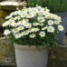 Leucanthemum maximum - Margareta Madonna - Arbusti ornamentali - AgroDenmar.ro