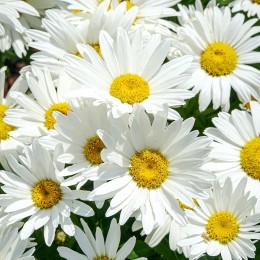 Leucanthemum maximum - Margareta Madonna - Arbusti ornamentali - AgroDenmar.ro Leucanthemum maximum - Margareta Madonna - Arbusti ornamentali - AgroDenmar.ro