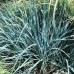 Leymus arenarius blue dune - Plante ornamentale - AgroDenmar.ro