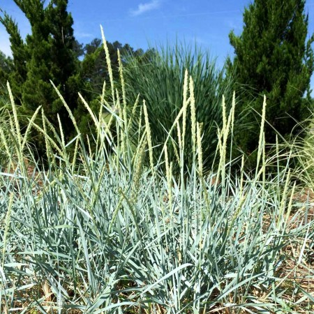 Leymus arenarius blue dune - Plante ornamentale - AgroDenmar.ro