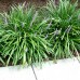 Liriope muscari Big Blue - Plante ornamentale - AgroDenmar.ro
