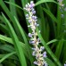 Liriope muscari Big Blue - Plante ornamentale - AgroDenmar.ro