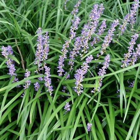 Liriope muscari Big Blue - Plante ornamentale - AgroDenmar.ro
