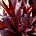 Lobelia Queen Victoria - Plante ornamentale - AgroDenmar.ro Lobelia Queen Victoria - Plante ornamentale - AgroDenmar.ro