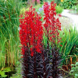 Lobelia Queen Victoria - Plante ornamentale - AgroDenmar.ro
