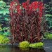 Lobelia Queen Victoria - Plante ornamentale - AgroDenmar.ro Lobelia Queen Victoria - Plante ornamentale - AgroDenmar.ro