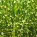 Miscanthus sinensis Strictus - Plante ornamentale - AgroDenmar.ro Miscanthus sinensis Strictus - Plante ornamentale - AgroDenmar.ro
