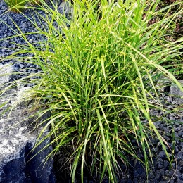 Miscanthus sinensis Strictus