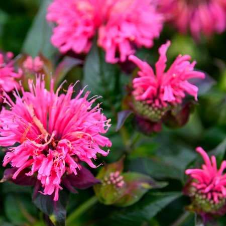 Monarda Sugar Buzz Bubblegum Blast - Arbusti ornamentali - AgroDenmar.ro