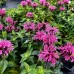 Monarda Sugar Buzz Bubblegum Blast - Arbusti ornamentali - AgroDenmar.ro
