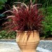 Pennisetum advena Fireworks - Plante ornamentale - AgroDenmar.ro Pennisetum advena Fireworks - Plante ornamentale - AgroDenmar.ro