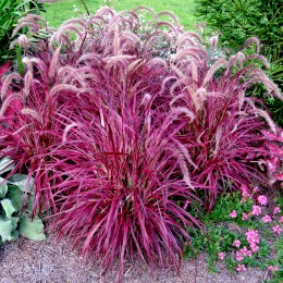 Pennisetum advena Fireworks
