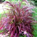 Pennisetum advena Fireworks - Plante ornamentale - AgroDenmar.ro Pennisetum advena Fireworks - Plante ornamentale - AgroDenmar.ro