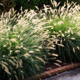 Pennisetum Little Bunny - Plante ornamentale - AgroDenmar.ro