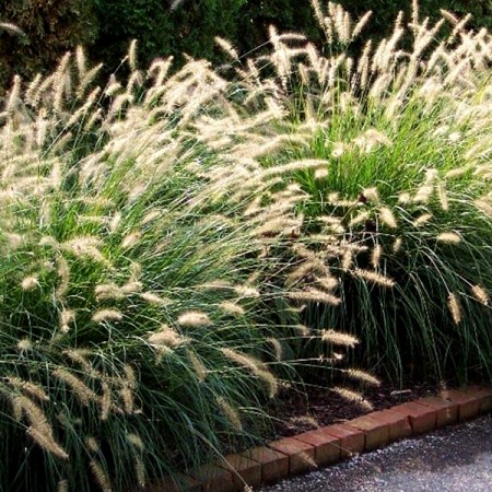 Pennisetum Little Bunny - Plante ornamentale - AgroDenmar.ro