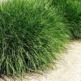 Pennisetum Little Bunny jardiniera