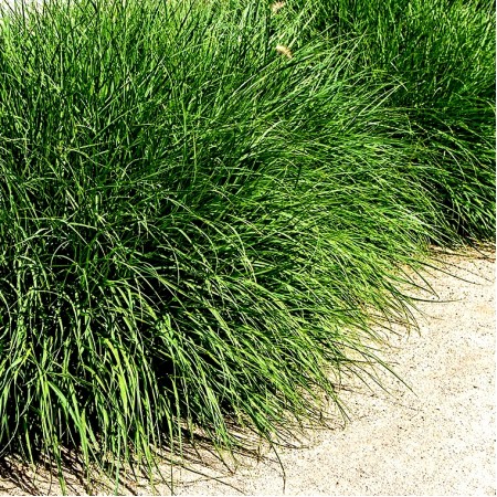 Pennisetum Little Bunny jardiniera - Plante ornamentale - AgroDenmar.ro