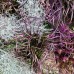  Plante toamna Mix - Plante perene - AgroDenmar.ro