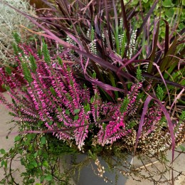  Plante toamna Mix