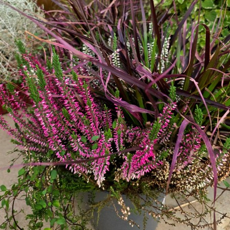  Plante toamna Mix - Plante perene - AgroDenmar.ro
