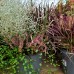  Plante toamna Mix - Plante perene - AgroDenmar.ro