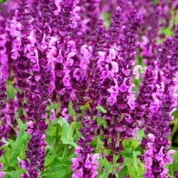 Salvia Bright Rose - Plante ornamentale - AgroDenmar.ro