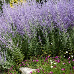 Salvia Perovskia atriplicifolia