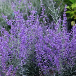 Salvia - Perovskia atriplicifolia Bluesette Salvia - Perovskia atriplicifolia Bluesette