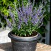 Salvia - Perovskia atriplicifolia Bluesette - Plante ornamentale - AgroDenmar.ro Salvia - Perovskia atriplicifolia Bluesette - Plante ornamentale - AgroDenmar.ro