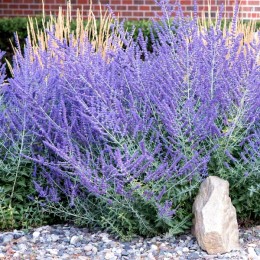 Salvia Perovskia Lacey Blue - Plante ornamentale - AgroDenmar.ro