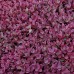 Sedum Sunsparkler Firecracker - Plante ornamentale - AgroDenmar.ro