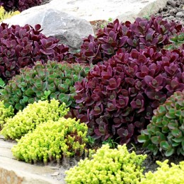 Sedum Sunsparkler Firecracker Sedum Sunsparkler Firecracker - Plante ornamentale - AgroDenmar.ro