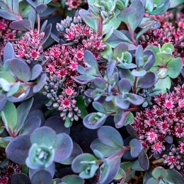Sedum Sunsparkler Plum Dazzled